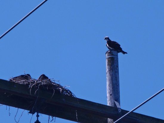 Smith and Bybee Lakes Wildlife Area